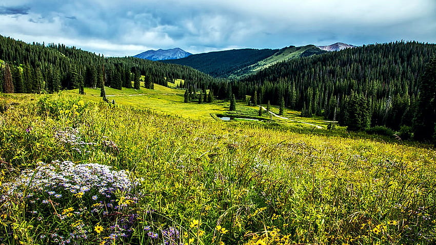 Flowering Mountain Meadow, Gunnison County, Colorado, hills, clouds, landscape, flowers, grass, sky, usa HD wallpaper