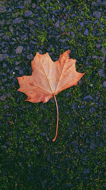 Nature, Autumn, Sheet, Leaf, Dry, Maple, Fallen HD wallpaper | Pxfuel