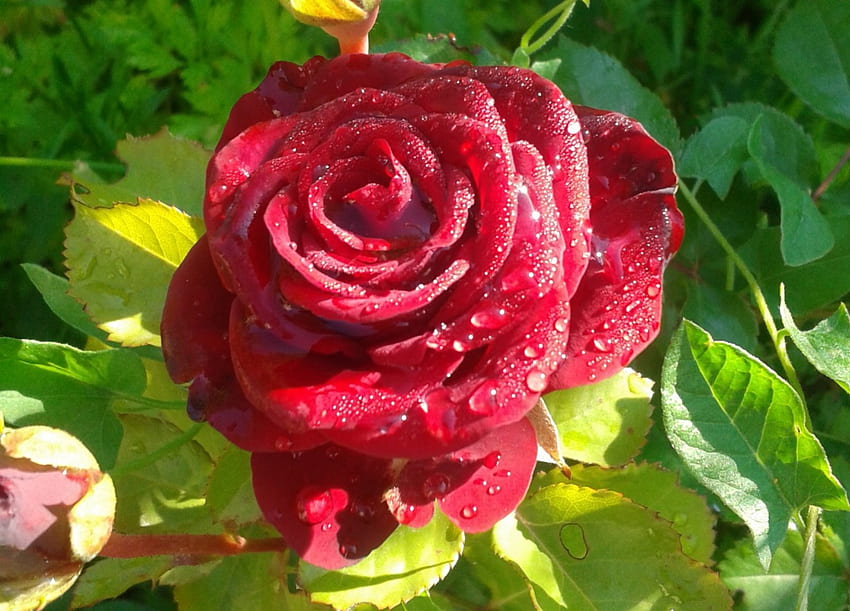 Красива червена роза, капки, роза, листа, листенца, зелено, червено, природа, цветя, роса HD тапет