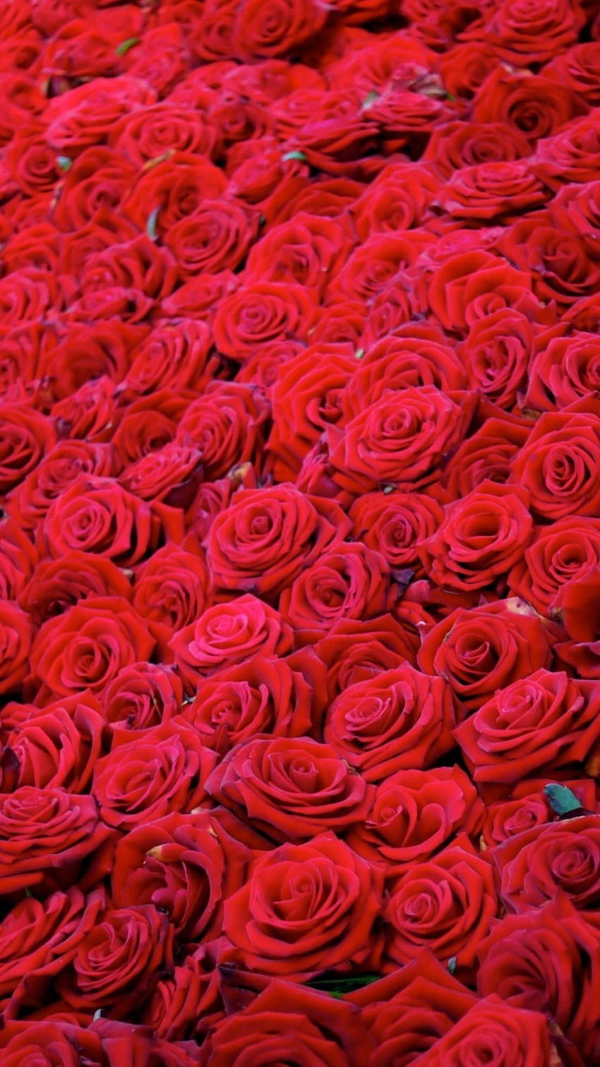 red roses. iPhone. Red roses, Flowers, Rose Shades HD phone wallpaper