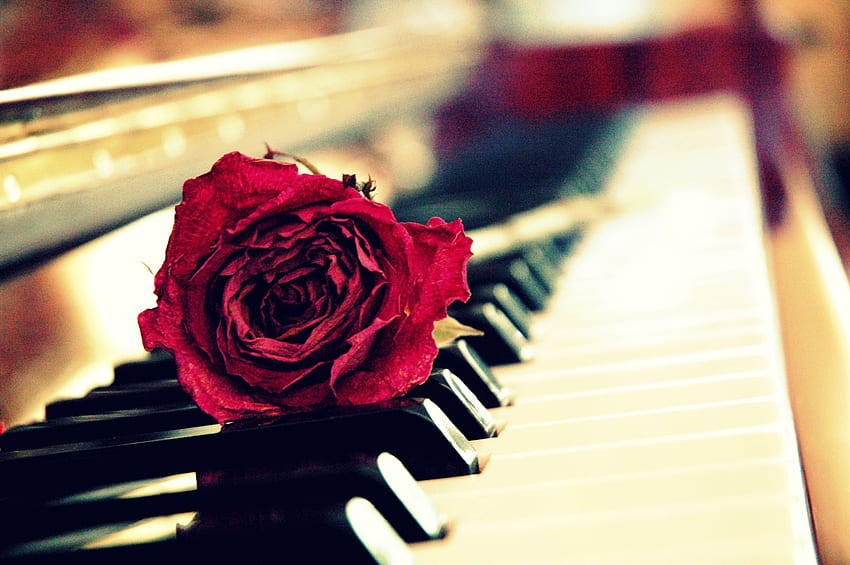 rose piano wallpaper