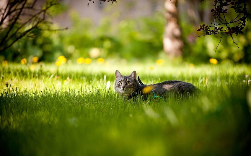 Tiere, Gras, Katze, Hinlegen, Liegen, Warten, Erwartung HD-Hintergrundbild