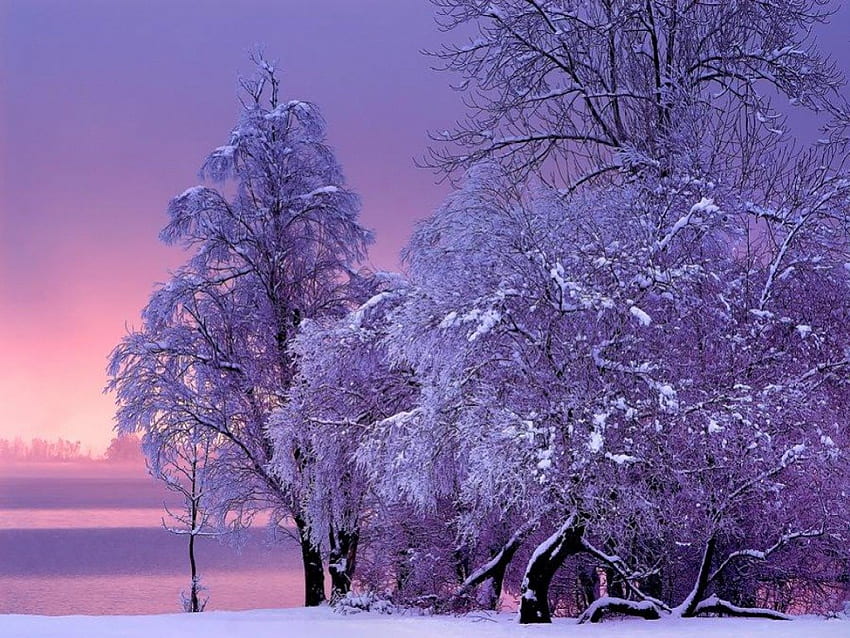 紫の冬、冬、紫、きれい、雪、木 高画質の壁紙