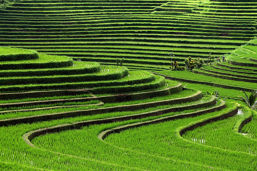 Оризова тераса и фон, оризови полета Бали, Индонезия HD тапет