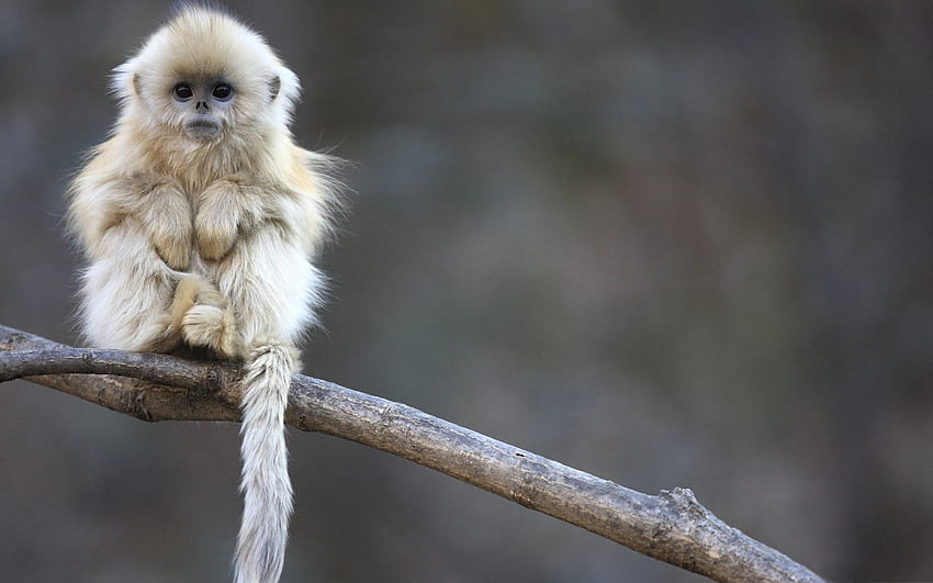 귀여운 원숭이 25746 KB [], 모바일 및 태블릿용. 귀여운 원숭이를 탐험하십시오. 귀여운 원숭이, 원숭이, 원숭이, 영장류 HD 월페이퍼