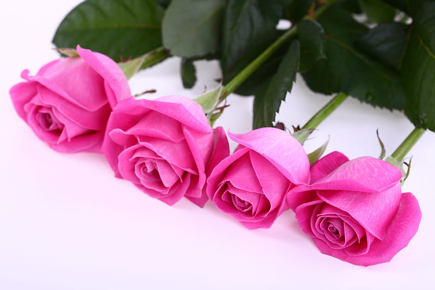 Mawar, karangan bunga, graphy, warna, kecantikan, mawar, halus, bunga, manis, anggun, lembut, asmara, cantik, pink, cantik, cinta, dengan cinta, alam, romantis, bunga, indah, harmoni, untukmu Wallpaper HD