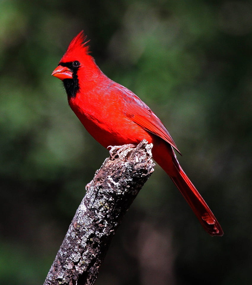 Wild life: Cardinal birds, Red Cardinal Bird HD phone wallpaper