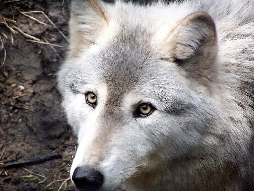 Sad White Wolf : : High Definition HD wallpaper | Pxfuel