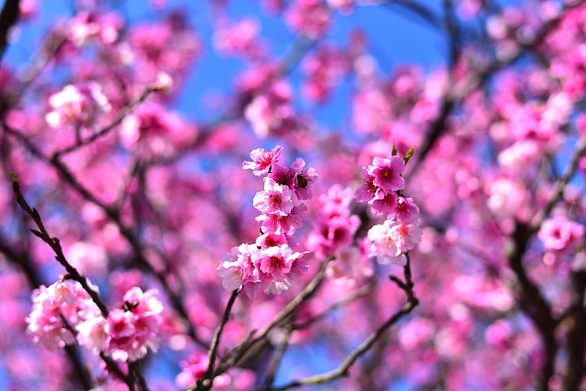 Kirschblüte, rosa Blumen, Äste HD-Hintergrundbild