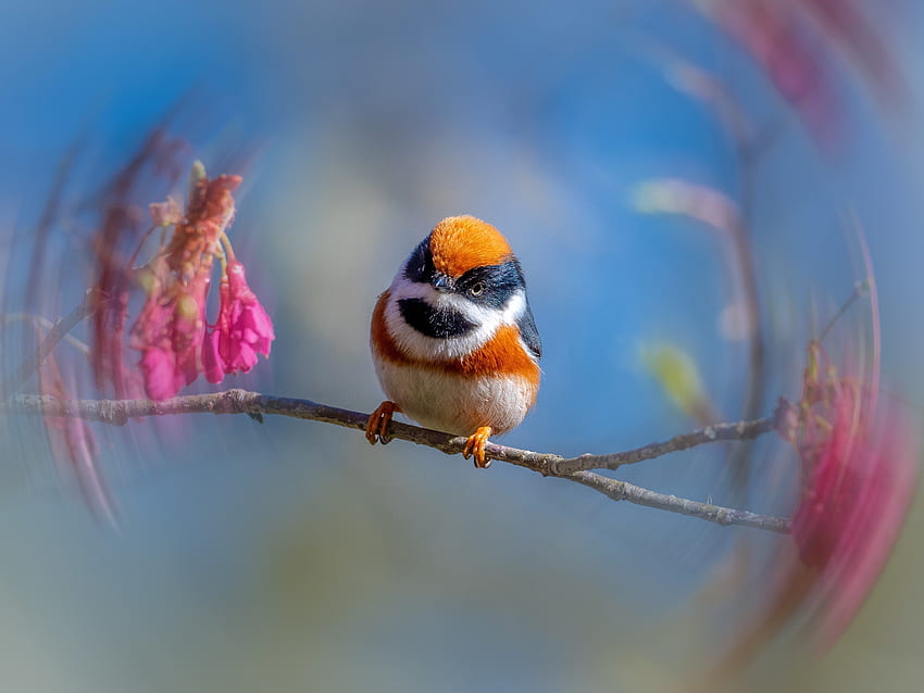 Pajarito, Flores, Pájaro, Rama, Primavera fondo de pantalla | Pxfuel