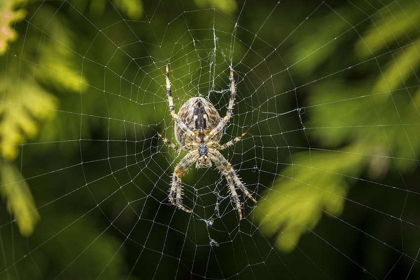 Web, Macro, Spider, Ordinary Cross HD wallpaper