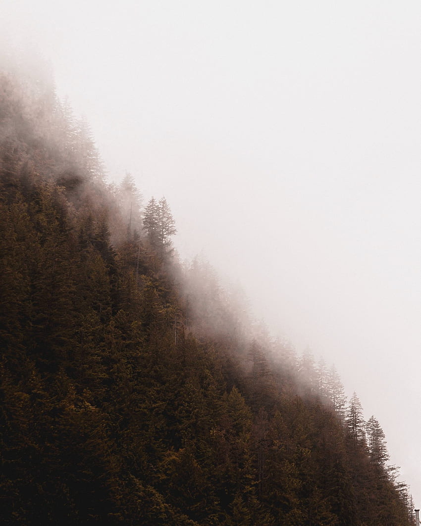 Nature, Trees, Pine, Coniferous, Forest, Fog HD phone wallpaper