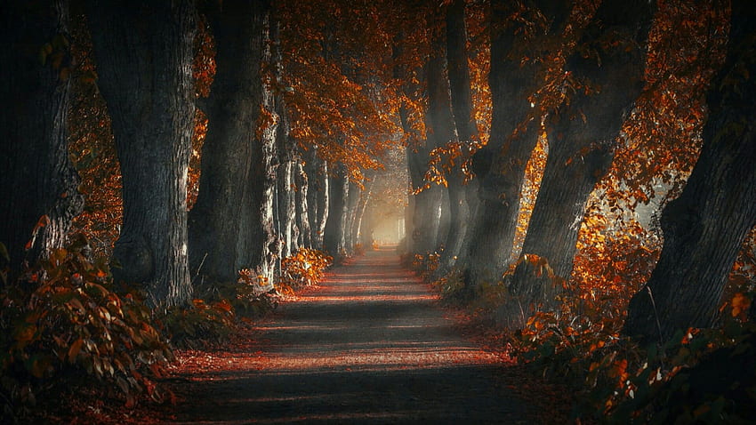 森、自然、公園、秋、森、木、落葉樹、光、暗い秋 高画質の壁紙