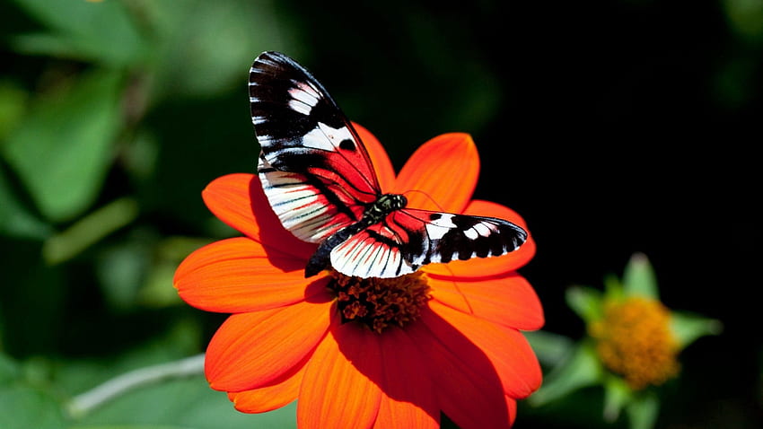 Red White Black Lines Design Butterfly On Orange Flower Filament In Black Background Butterfly HD wallpaper