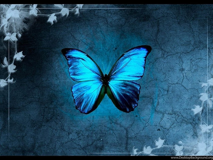 青い蝶の背景、暗い青い蝶 高画質の壁紙