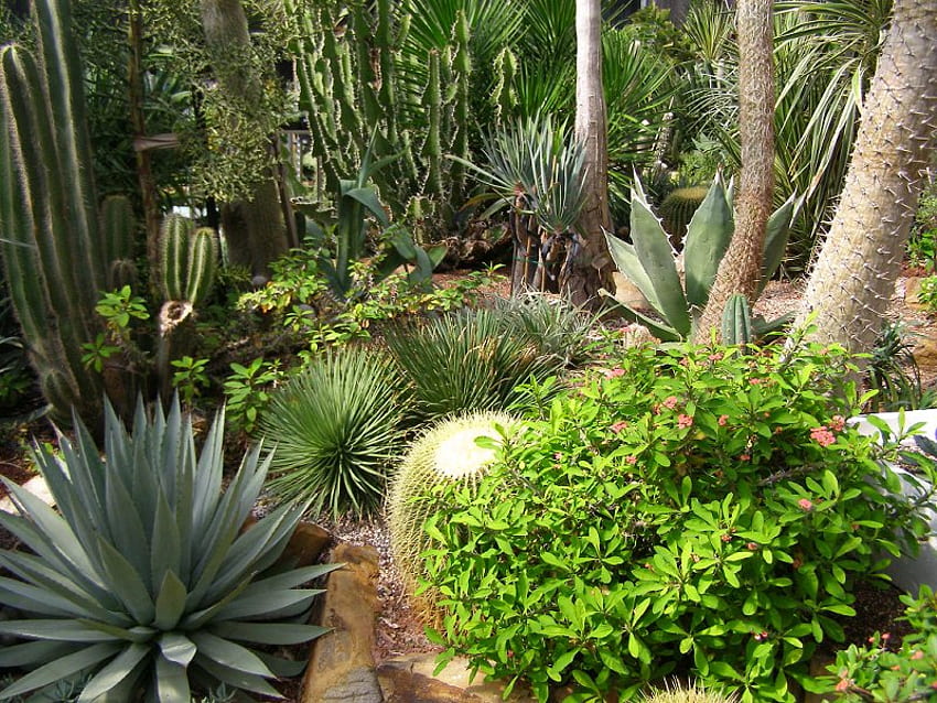 Cactus Garden, plants, flower, garden, desert, many, cactus, tree HD wallpaper