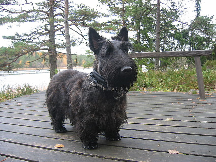 What Is The Scotty Cramp?. Veterinary Emergency & Critical Care, Scottish Terrier HD wallpaper