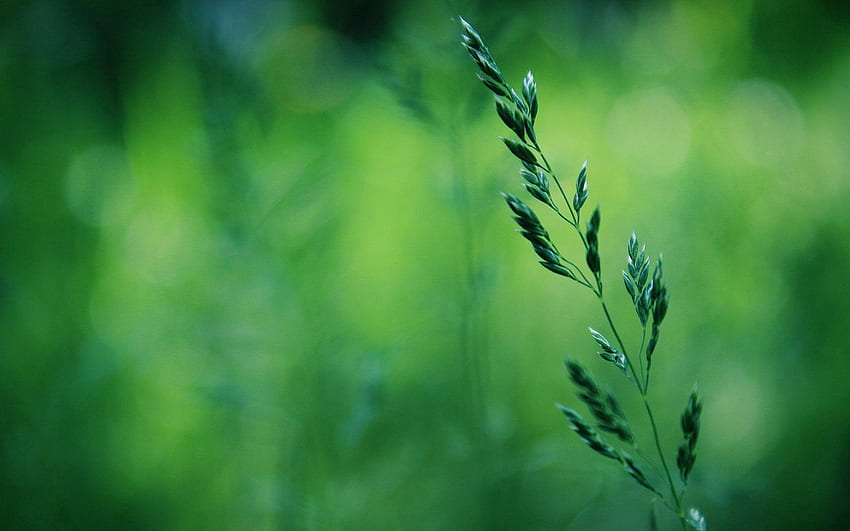 Grass, Macro, Blur, Smooth, Stem, Stalk HD wallpaper