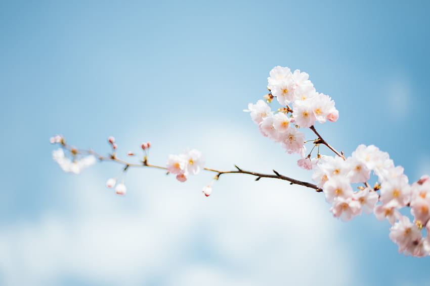 Flores, Bloom, Floração, Ramo, Primavera papel de parede HD