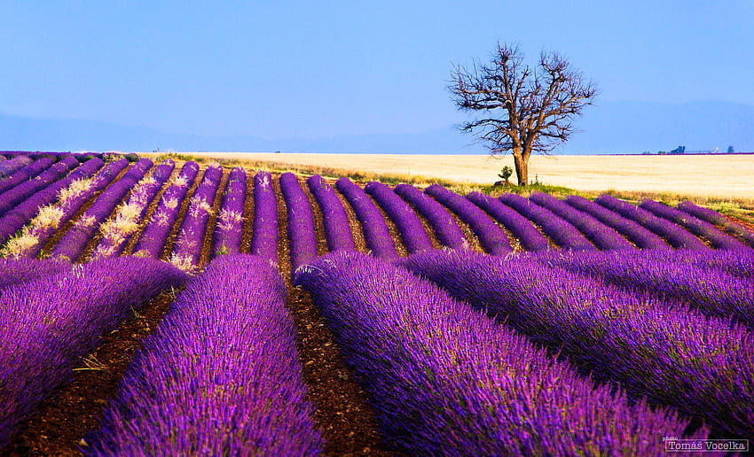 Bunga bidang perkebunan pohon lavender Perancis . . 424451 Wallpaper HD