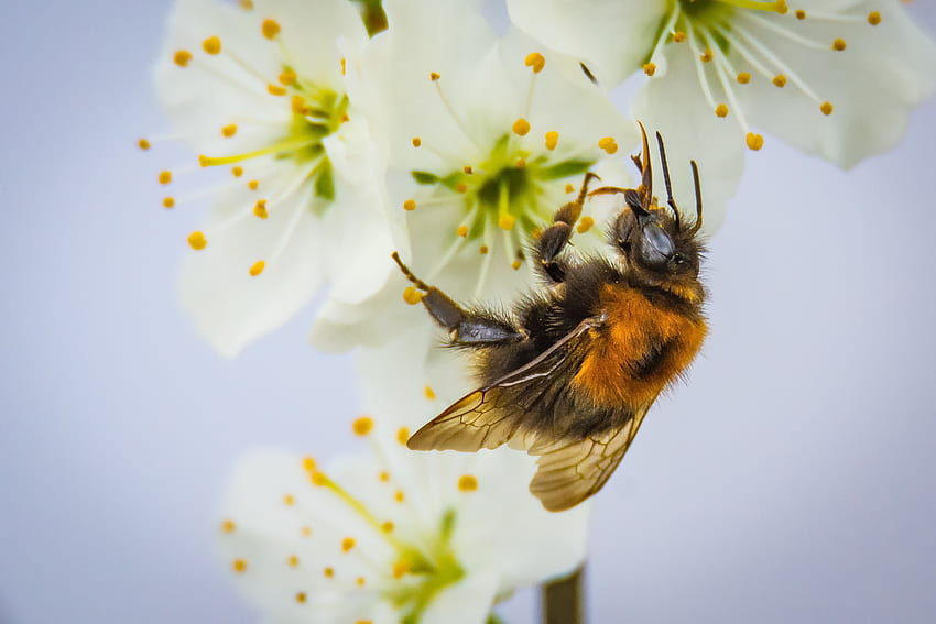 Flower, Macro, Bee, Pollination HD wallpaper