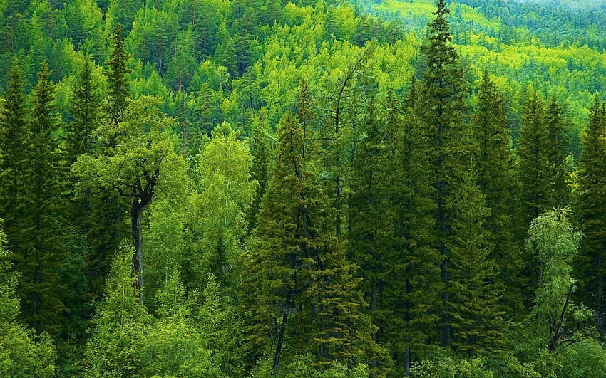 Natura, alberi, conifere, conifere, foresta, Siberia Sfondo HD