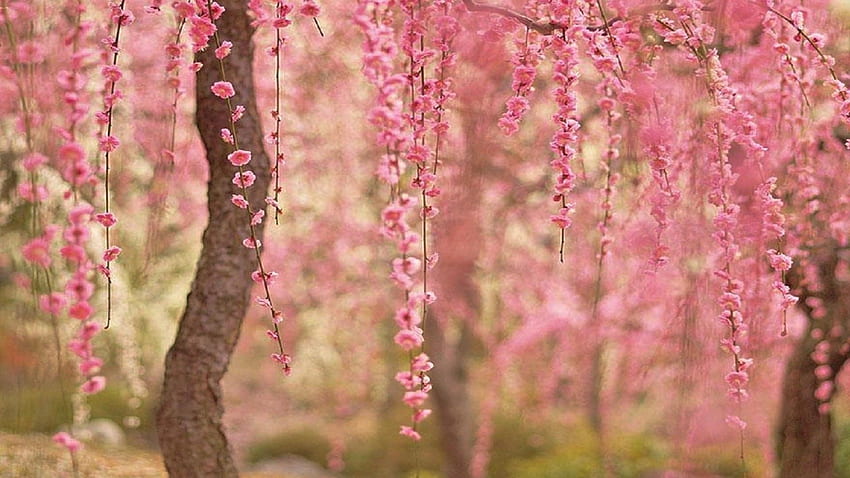 珍しい桜 机の桜、禅の日本の桜 高画質の壁紙