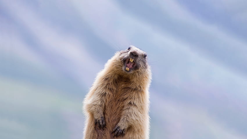 Marmotte, dents, animal, nature Fond d'écran HD