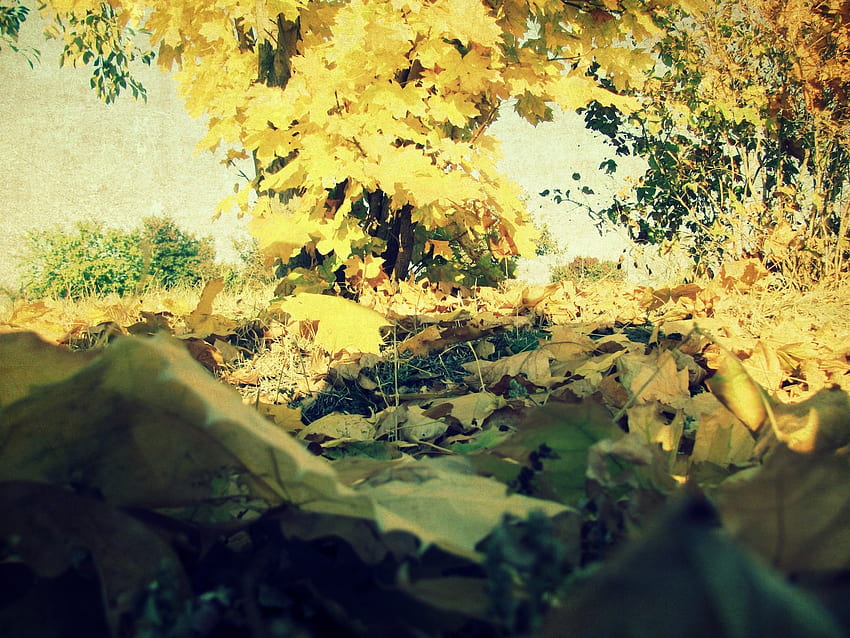 Nature, Grass, Autumn, Wood, Tree, Foliage, Maple, Heap HD wallpaper