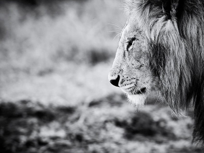 Black and White Lion - Best for Laptops and Smartphones, Strong Lion HD wallpaper