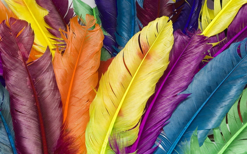Feather, Bright, , , Multicolored, Motley, Colorful, Colourful HD wallpaper