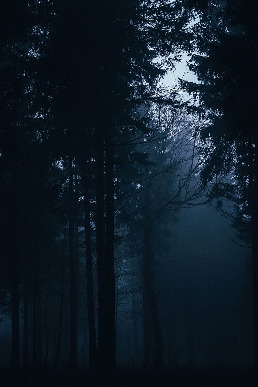 Bäume, Dunkelheit, Wald, Nebel, Dunkelheit HD-Handy-Hintergrundbild