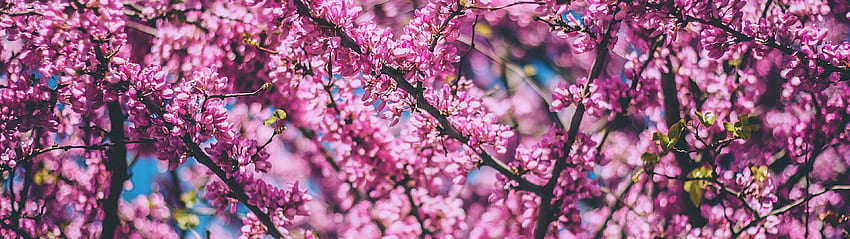 Сакура листа, черешов цвят, клони, дърво, пролет 3840X1080 HD тапет
