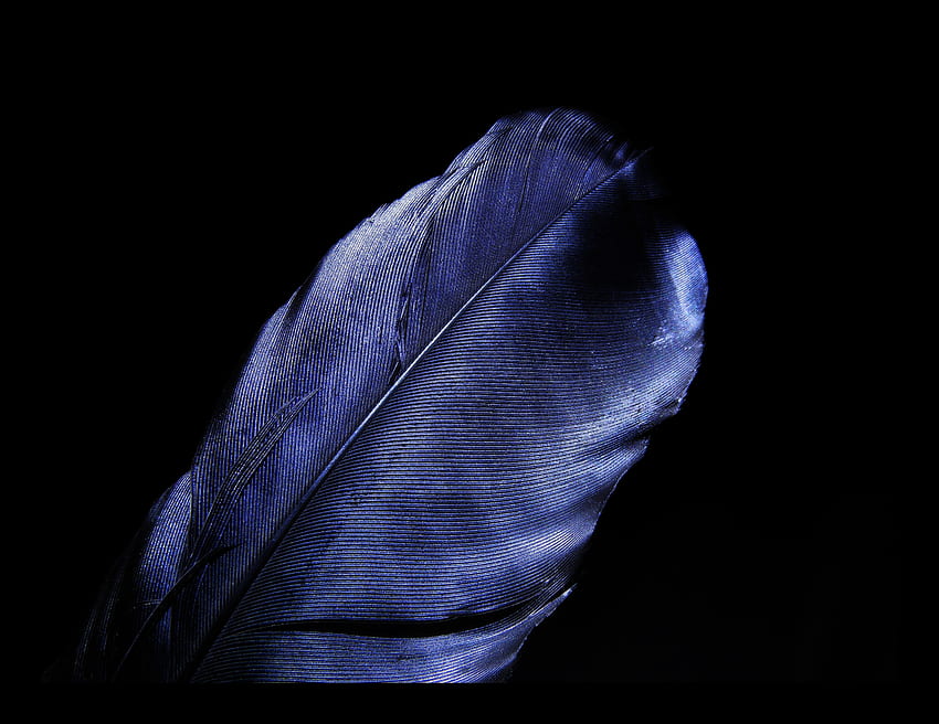 Liść, pióro, niebieski, ciemnoczarny Tapeta HD