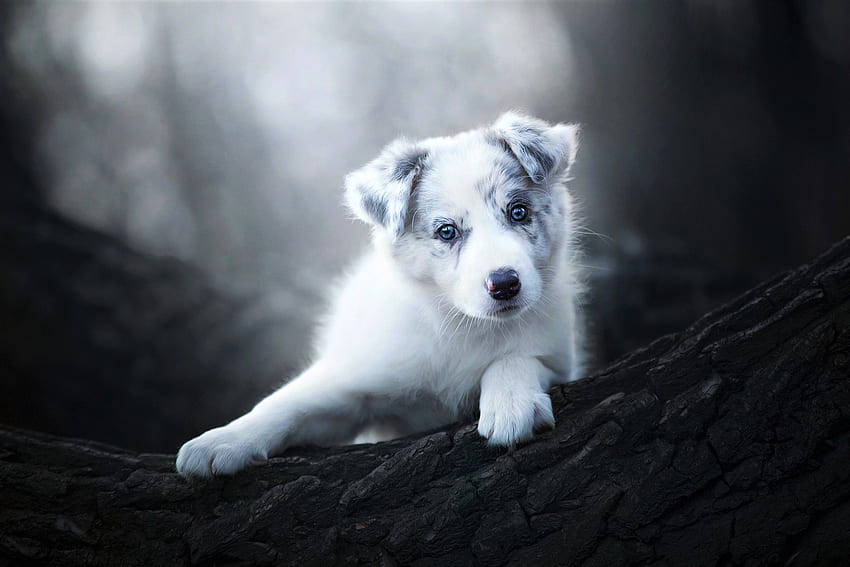 кученце, куче, животно, бяло, blakc, австралийска овчарка, лапа, гора, кейн HD тапет