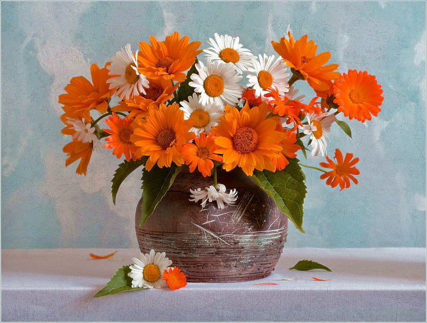 Daisy bright, white, bright, gerbers, orange, pot, daisies HD wallpaper