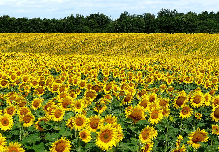 Landschaft, Natur, Sonnenblumen, Sommer, Feld HD-Hintergrundbild