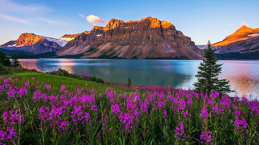 Sunrise at Bow Lake in Banff National Park, Alberta, canada, blossoms, mountain, trees, flowers, sky HD wallpaper