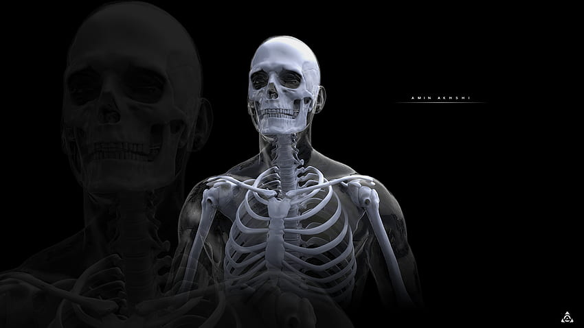 Anatomía Estudio Esqueleto Humano fondo de pantalla