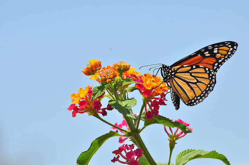 Monarch Butterfly - Danaus HD wallpaper