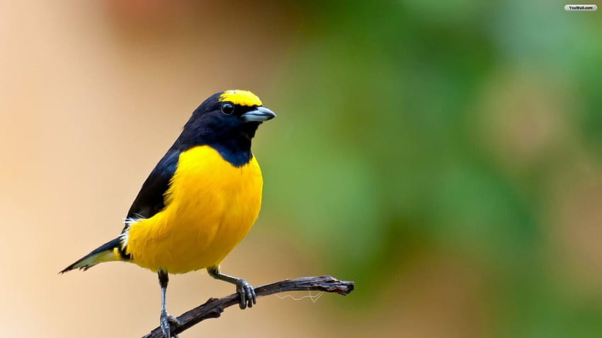 Yellow Bird . Birds , Birds HD wallpaper | Pxfuel