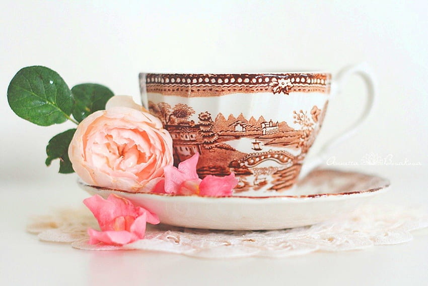 Cup of Rose, rose, still life, pink, soft, flowers HD wallpaper