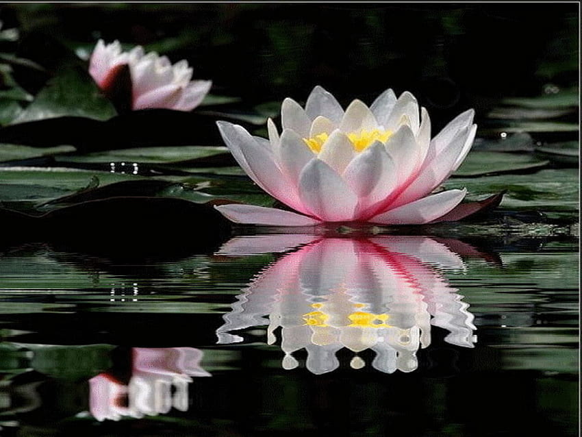 kolam lily, merah muda, refleksi, teratai, kolam Wallpaper HD