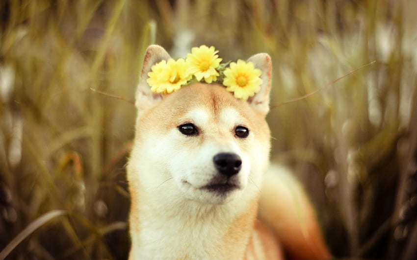 Flower power, dog, animal, eyes, cute, meadow, grass, nose, field, flower, nature, flowers, akita inu HD wallpaper
