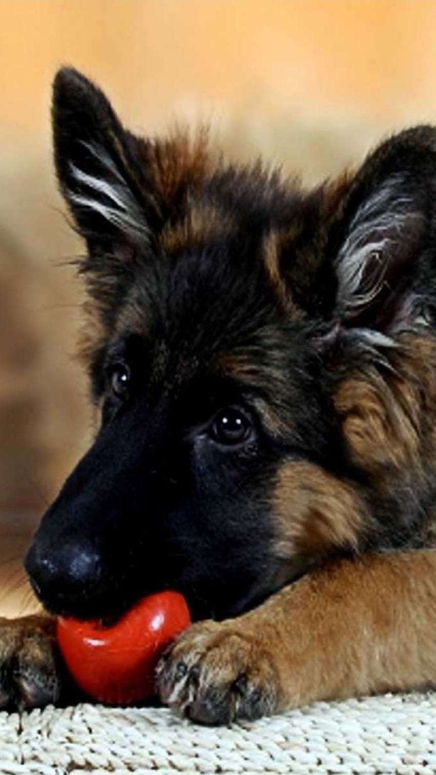 German Shepherd Dog, Cute, Puppy, Playing, ball HD phone wallpaper