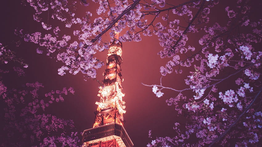 : Japan, night, branch, cherry blossom, spring, Tokyo, Japanese Sakura Anime HD wallpaper