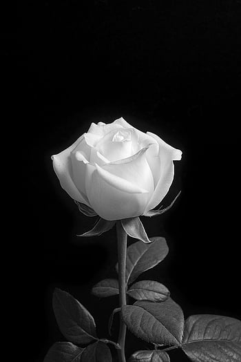 black and white roses images