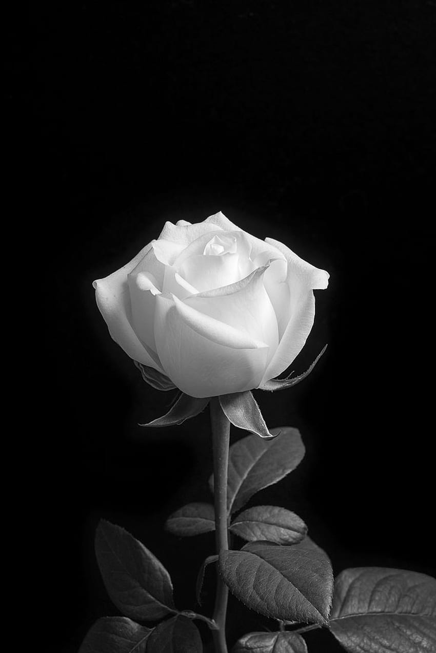 monochromacity : . Black and white flowers, Black and white, White Rose Aesthetic HD phone wallpaper