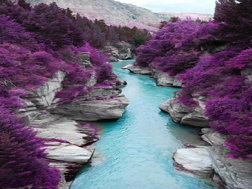 Vista pacífica del río, río, colinas, flores moradas y árboles, hermosas flores, rocas, color increíble, cielo azul, árboles, vista, río azul, montañas fondo de pantalla