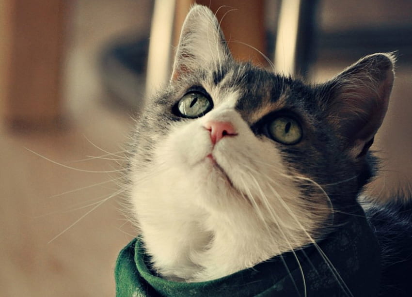 Please..., animal, pink, green, eyes, cute, cat, please, nose HD wallpaper